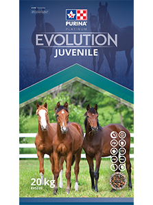 Evolution Juvenile